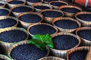 acia berries health benefits