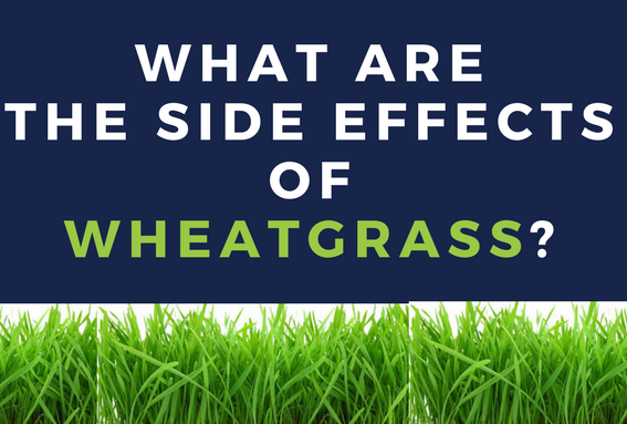 side effects of wheatgrass