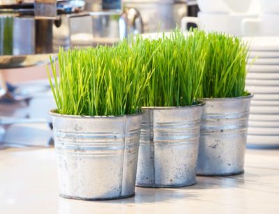 grow your own wheatgrass