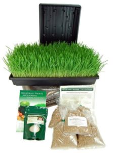 organic wheatgrass growing kit