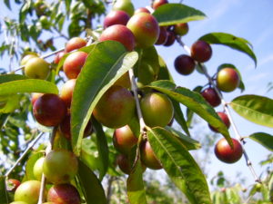 camu camu berries