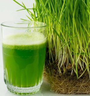 health benefits of barley grass juice powder