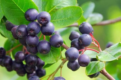 health benefits of maqui berries
