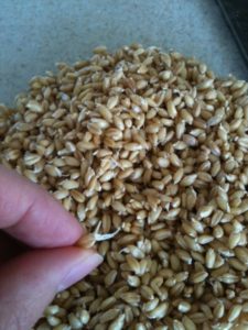 soaking wheatberries