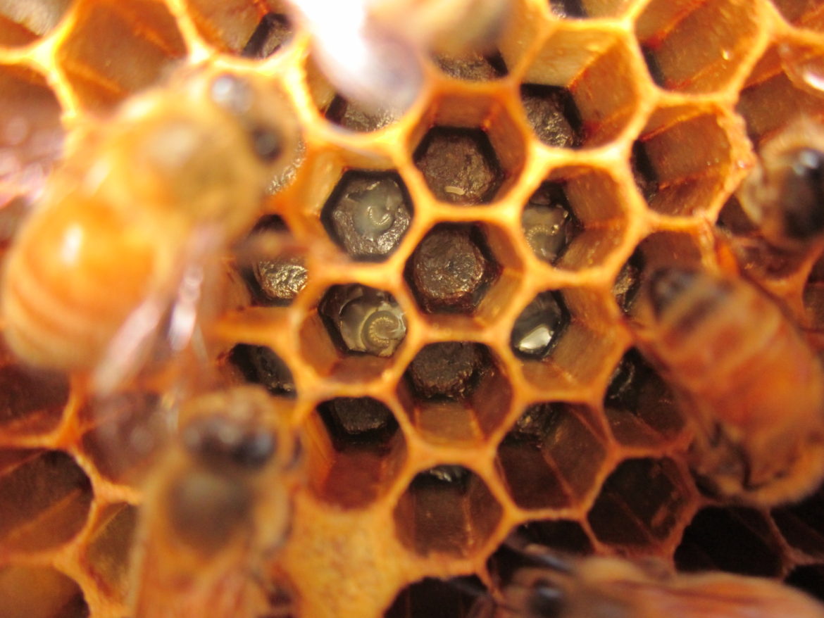 natural royal jelly