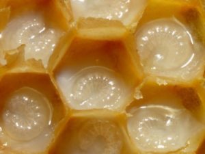 best royal jelly for fertility