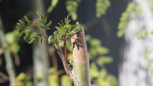 health benefits of moringa oil - moringa roots