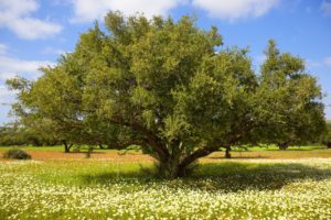 Argan tree - Argan oil for hair growth