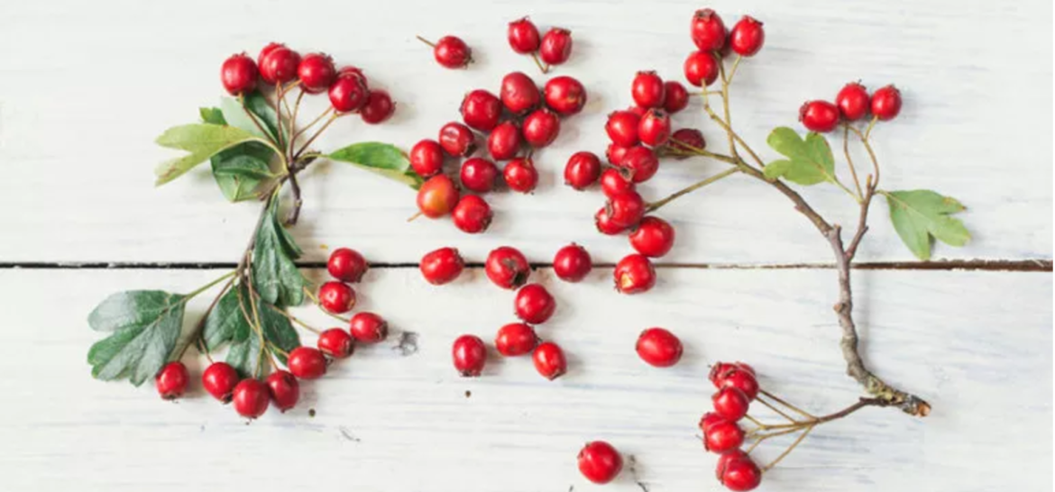 best rosehip oil brand