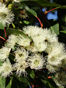 eucalyptus