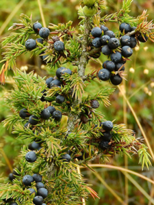 juniper berry