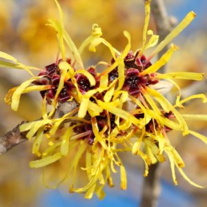 witch hazel